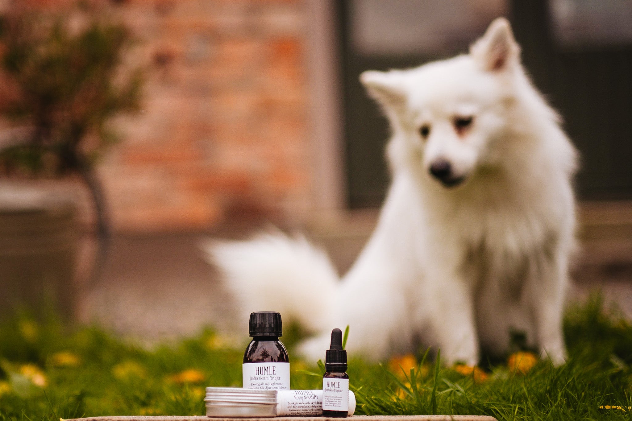 Hum Dog For dogs – Humleretail